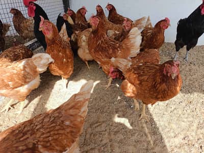 Lohmann hai or 2 alg murgi hain nasal nhi pta