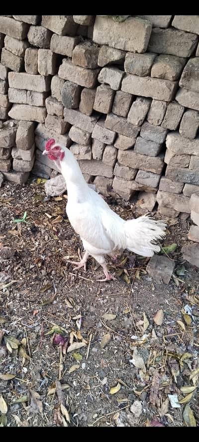 murga for sale/ breeder/ Aseel murga/ whatie murga