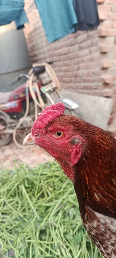 Aseel Murga for sale in reasonable price