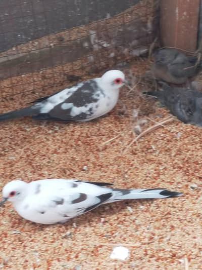 Pied Diamond Dove with Chick