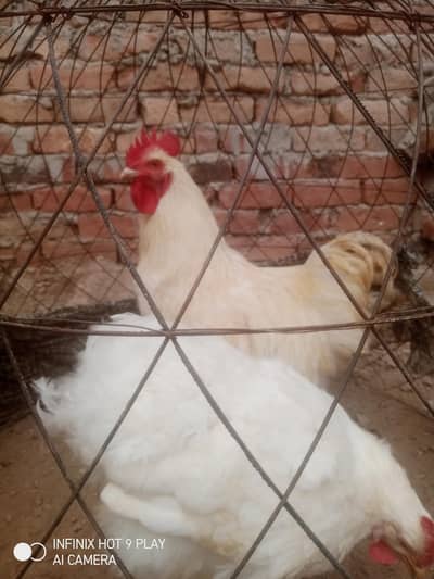 white heavy buff pair