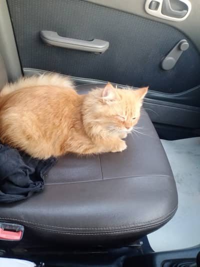 Persian Cat For Sale 03327432806