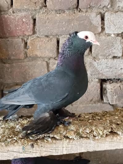 white pamorian sharzi faril back or moki long pamoz baredr moz pegion