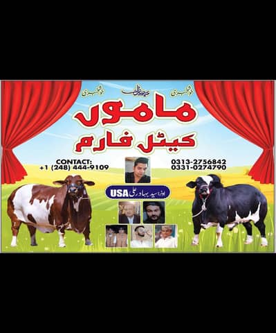 Qurbani  2026 Gulabi  collection  Hyderabad