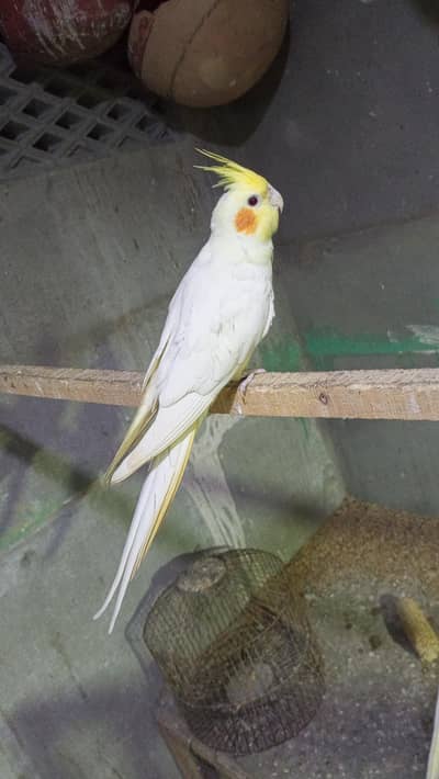 cocktail coman White red eyes breeder male pair