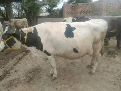 Cow for sale