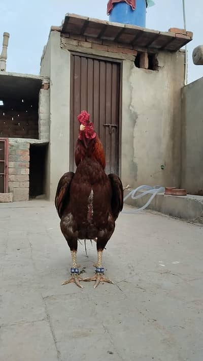 Aseel Murga mianwali high quality for sale Whatsapp number 03225996138