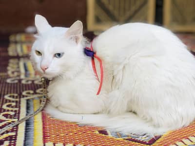 Persian odd eye male cat