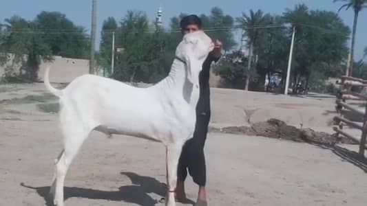 Rajanpuri Bakra For Sale 03106417029