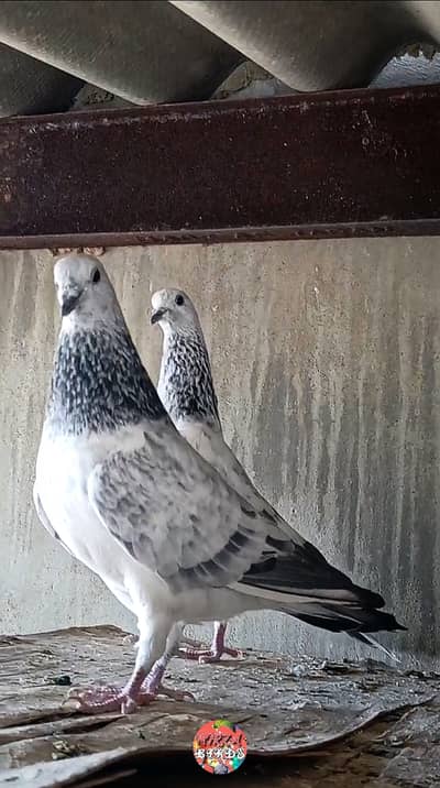 Silver Bajrai And Dub Walay For Sale