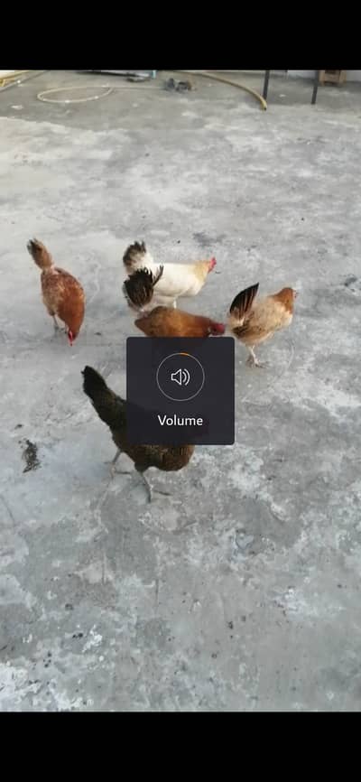 EGG LAYING GOLDEN HENS FOR SALE WAH CANTT