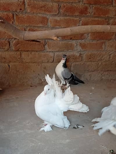 american fantail & lahori sherazi king size