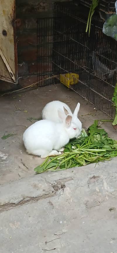 Red Eyes White Male Rabbit