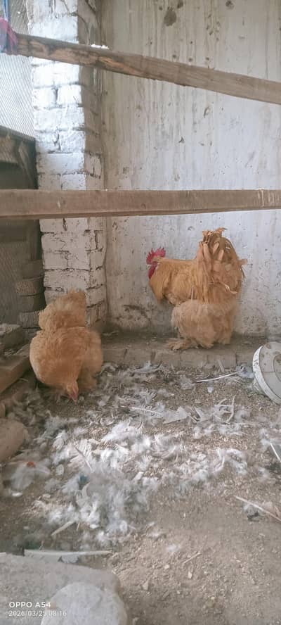 Austrlop heritage Golden buff heavy fresh and fertilie eggs for sale