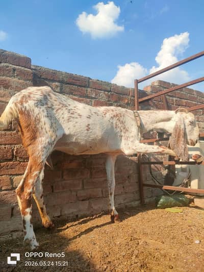 big Goat makhi cheeni / bakri