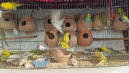 Budgie australian parrot for sale