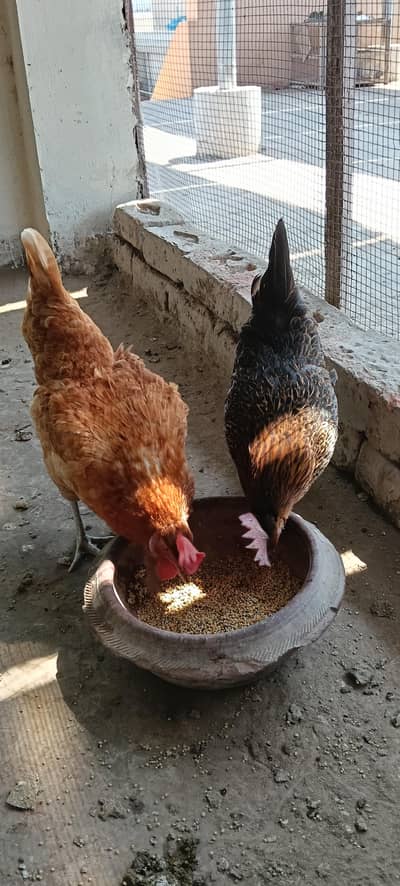 Egg laying hens