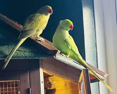 breeder pair jumbo size healthy active.