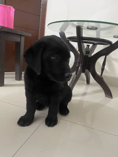 American Labrador female available for new home