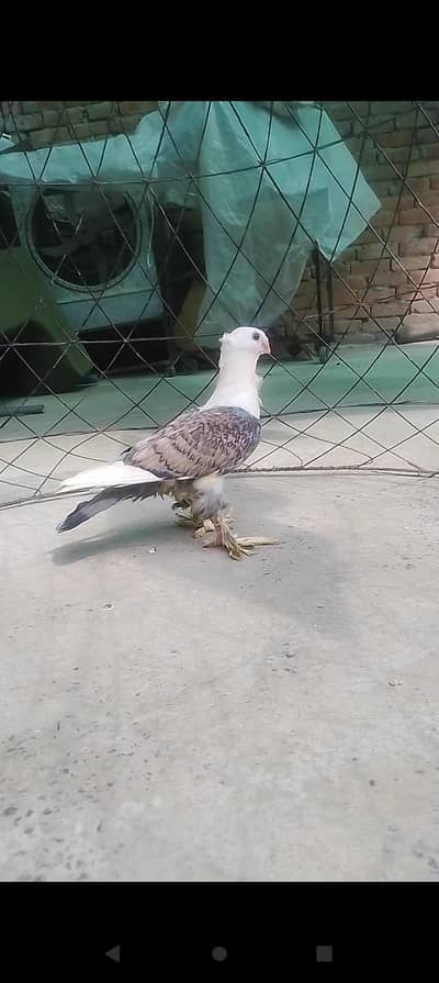 sentinent peigon chick