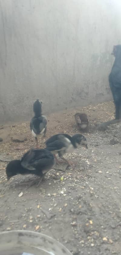 Thai hen with 4 chik healthy and active for sale