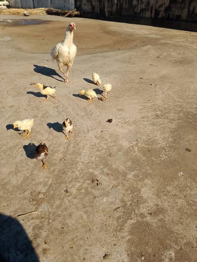 Aseel heera madi with chicks