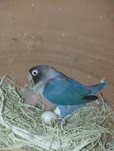 love birds breeder pair available hy