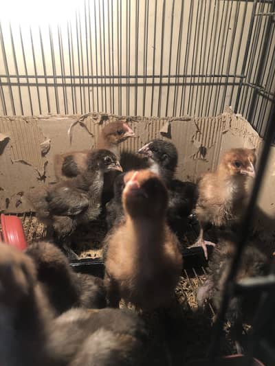 Golden Buff and Black Buff Chicks