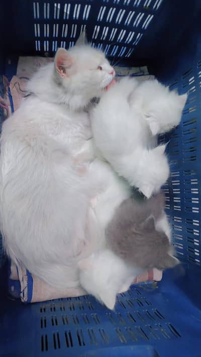 4 Persion kittens for sale