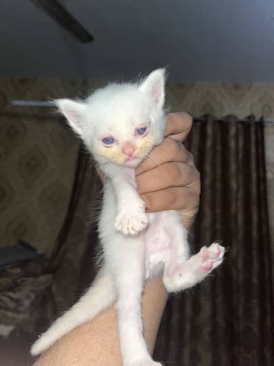 5 Persian kittens punch face