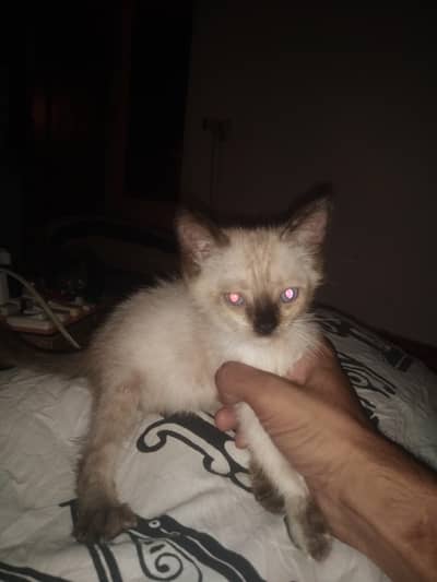 Siamese cat breed for sale