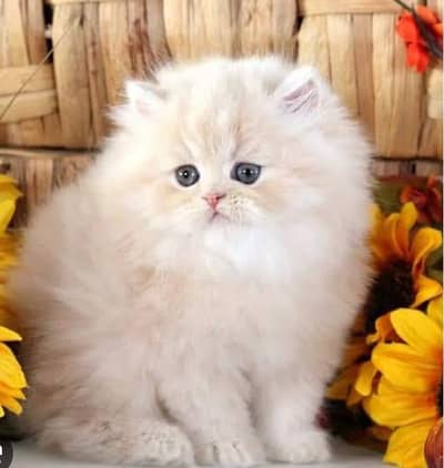 Persian cats My WhatsApp 03427379787  (+0&0@$#)