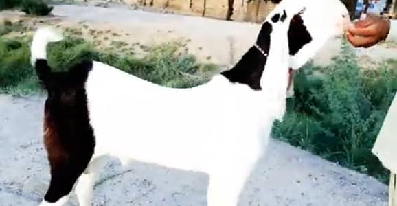 desi bakra for sale WhatsApp number on,, 03274970754)