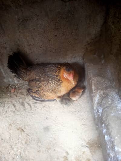 Aseel (Sindhi) Murgi with 5 Chicks for Sale  Strong Breed