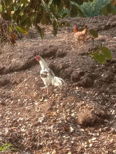 Beautiful Desi Murga for Sale  | Healthy & Active