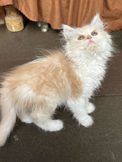 Persian kitten