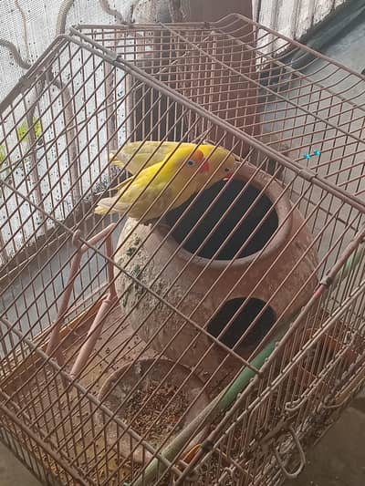 love birds multi colour