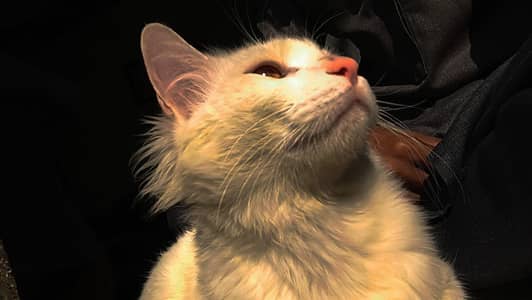 Beautiful White Persian Cat for Sale | Healthy & Friendly