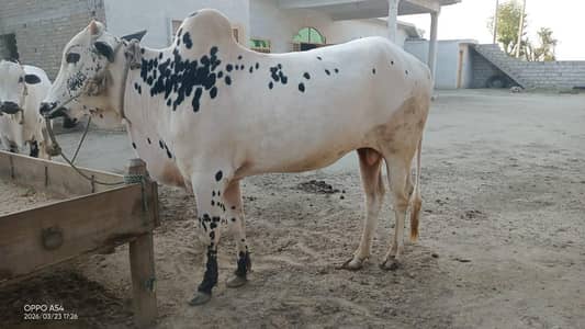 fatajangi bull
