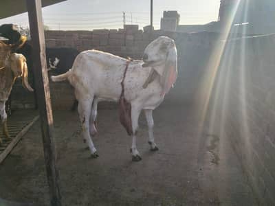 Makhi Cheeni Bakri with Kids