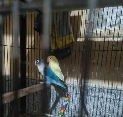 lovebirds for sale call and Whatsapp +92 306 4014108