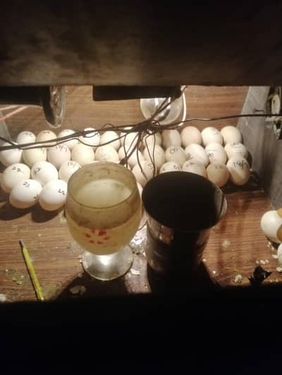 Fertilie eggs for sale