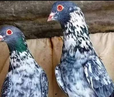 pure frozpure dubwalay pegions available