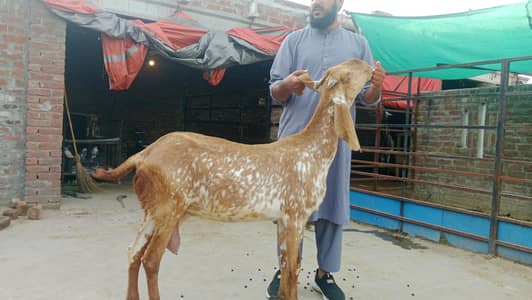 pure Makhi cheene goart