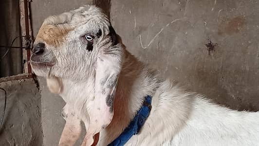 lal puri jhaler wala bakra for qubani and breading