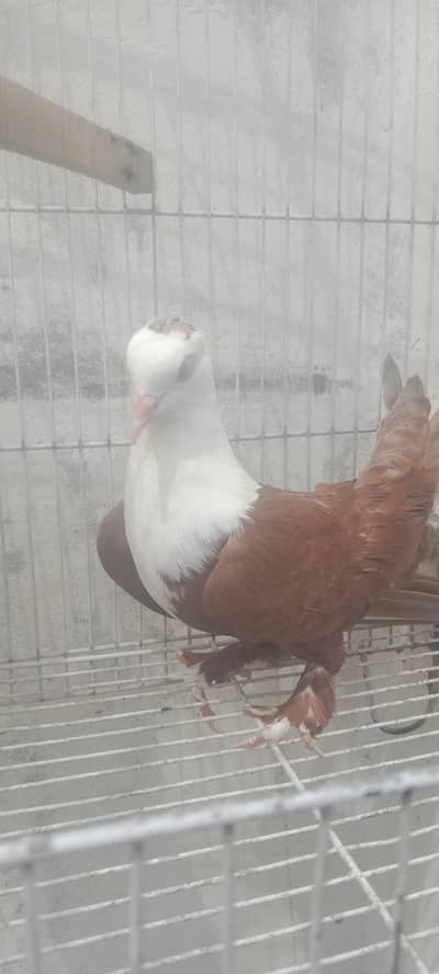 karbalai yellow male Red female