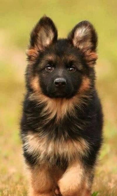 German shepherd puppy for sale