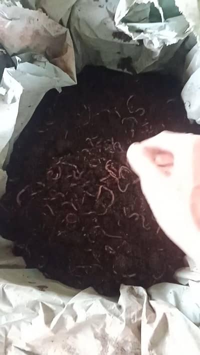 Red Wigglers - Vermi Composting Worms