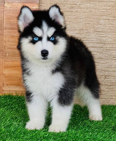 Siberian husky Dog My WhatsApp 03427379787 (01+$0)