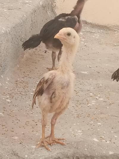 home Breed jawa aseel white Hera eggs available